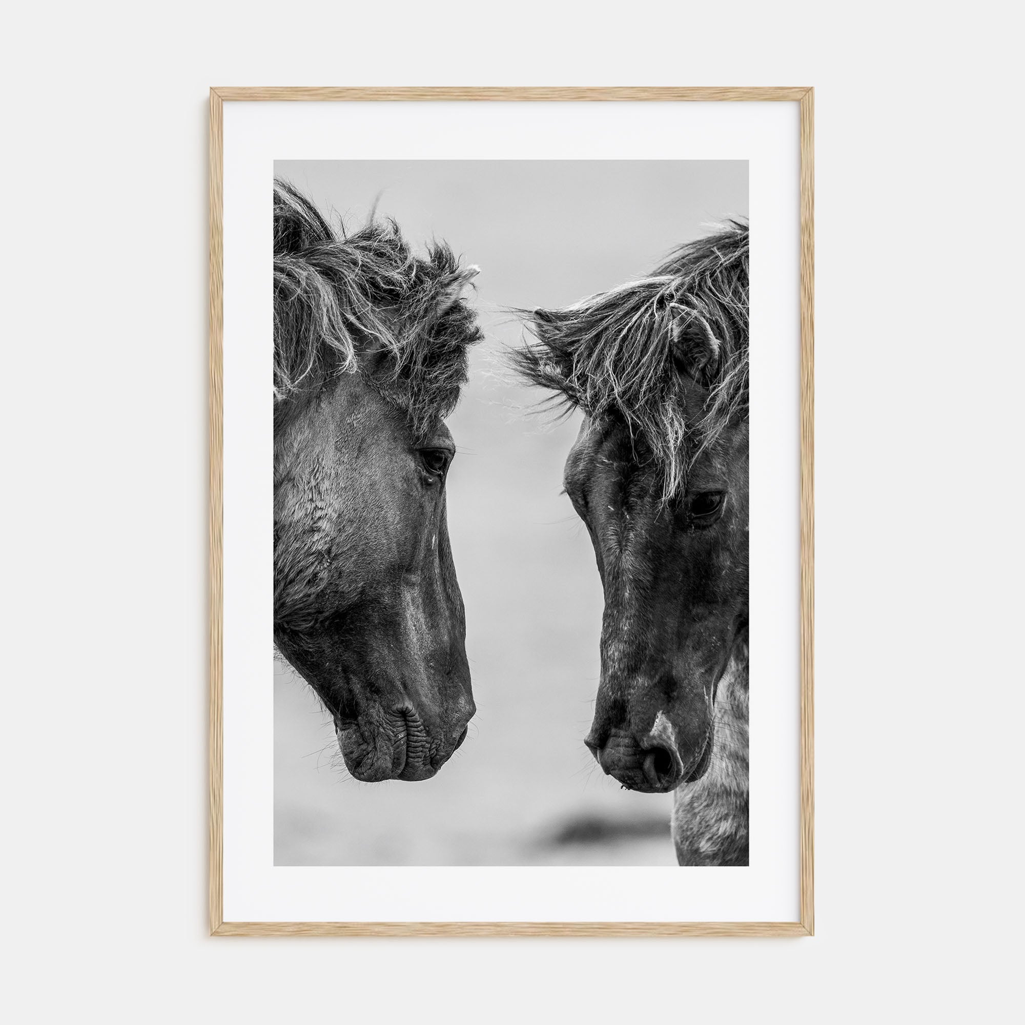 Horse Photo B&W No 3 Poster