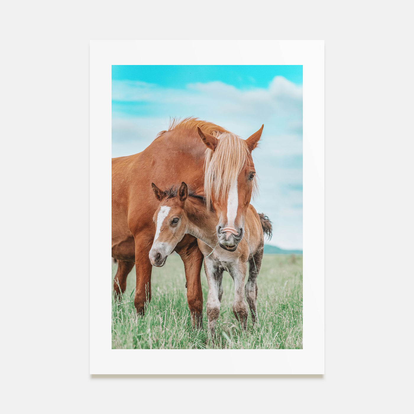 Horse Photo Color No 2 Poster