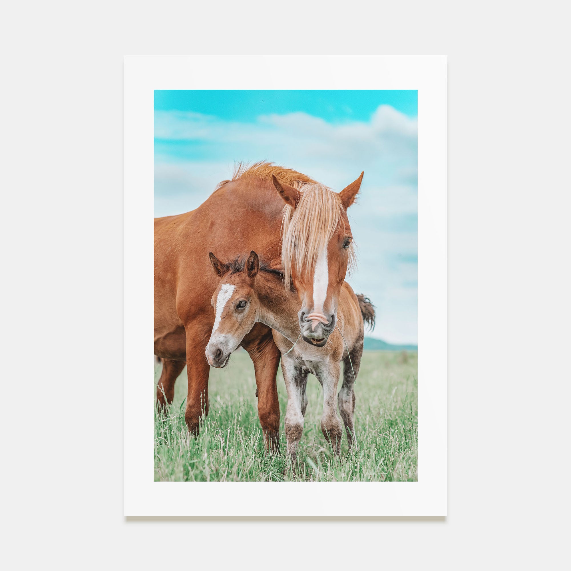 Horse Photo Color No 2 Poster
