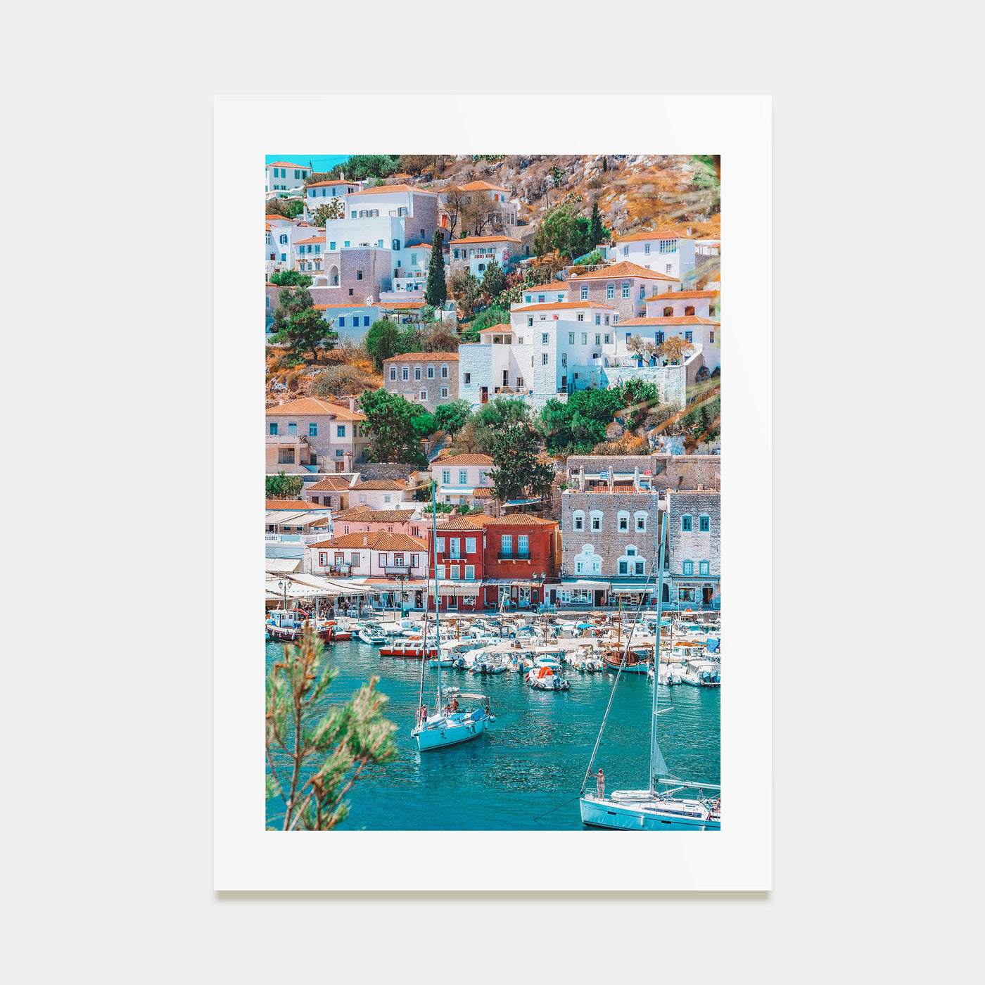 Hydra Photo Color Poster