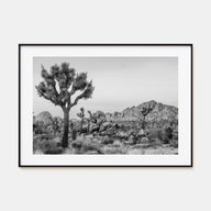 Joshua Tree National Park Landscape B&W No 2 Poster