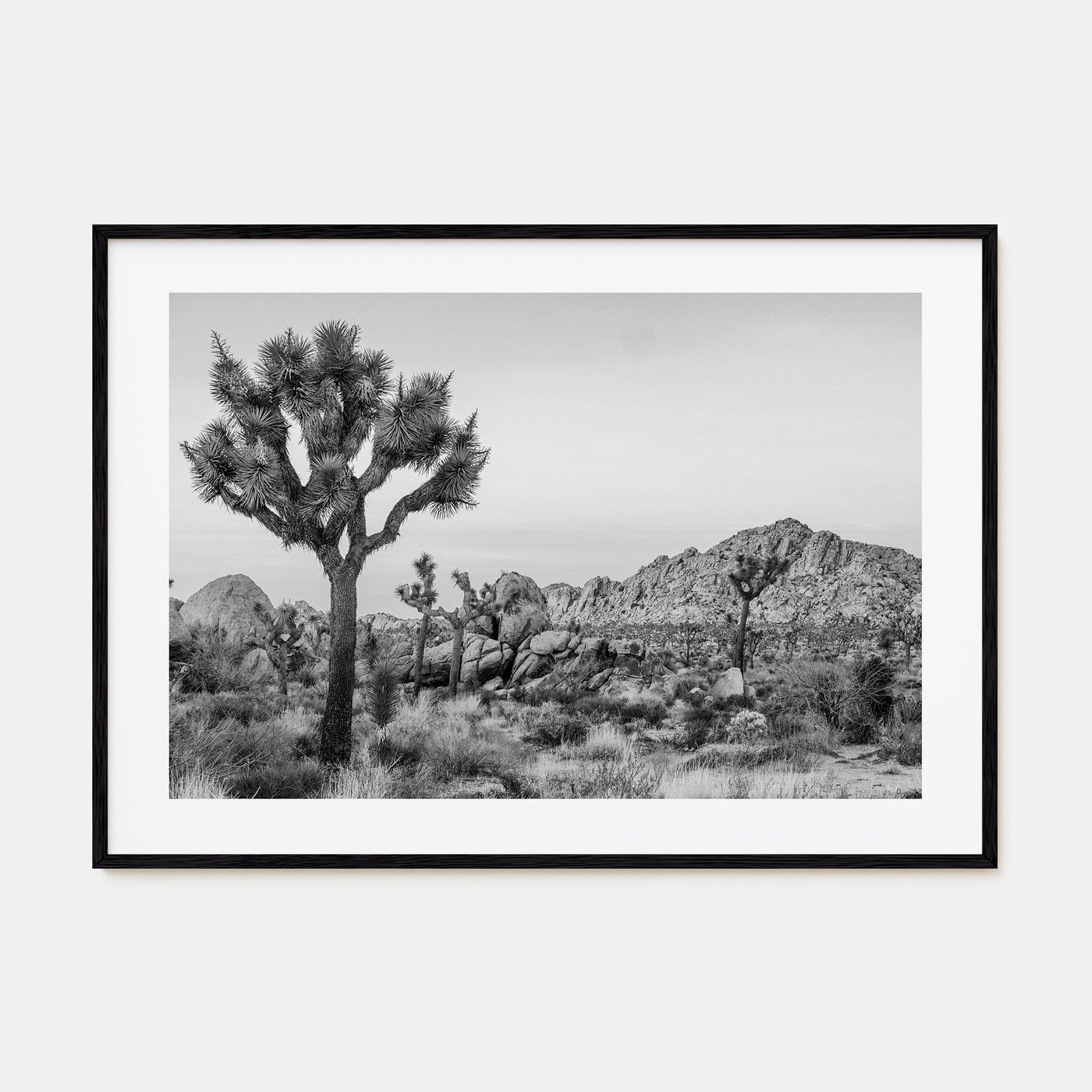 Joshua Tree National Park Landscape B&W No 2 Poster