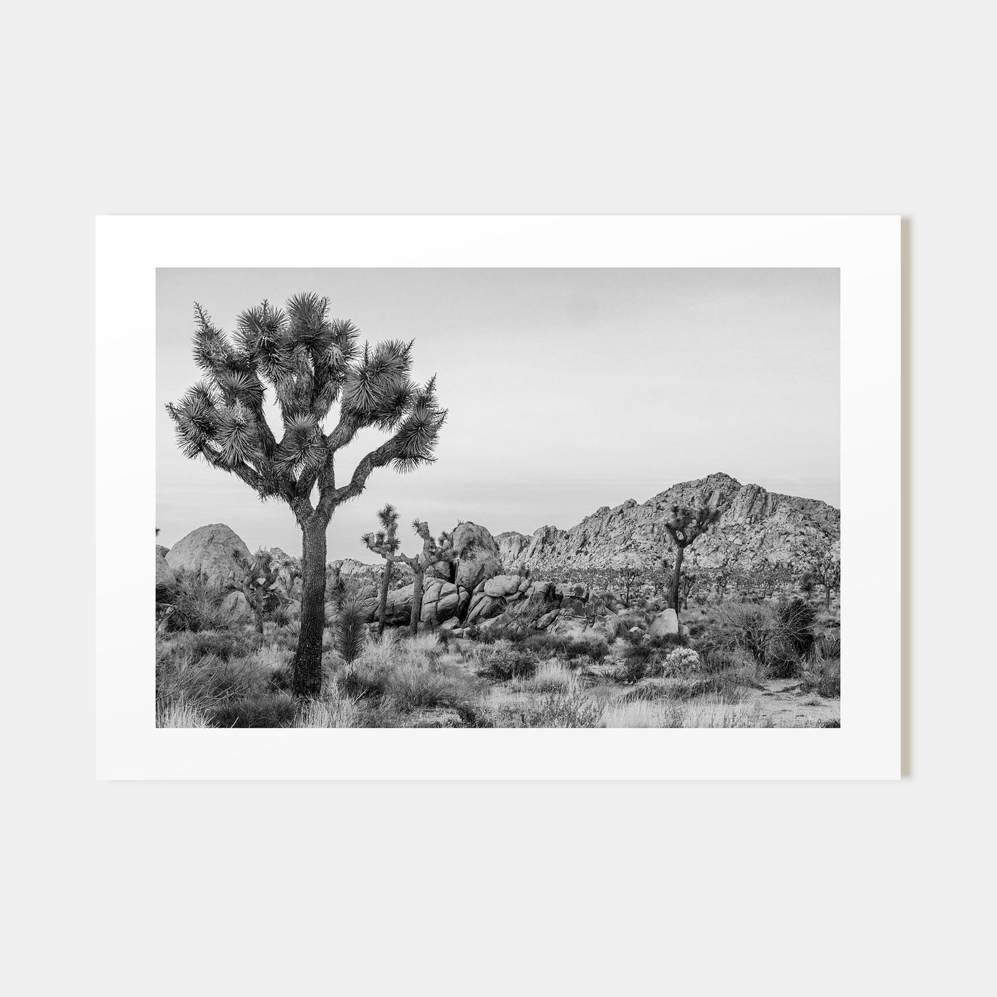 Joshua Tree National Park Landscape B&W No 2 Poster