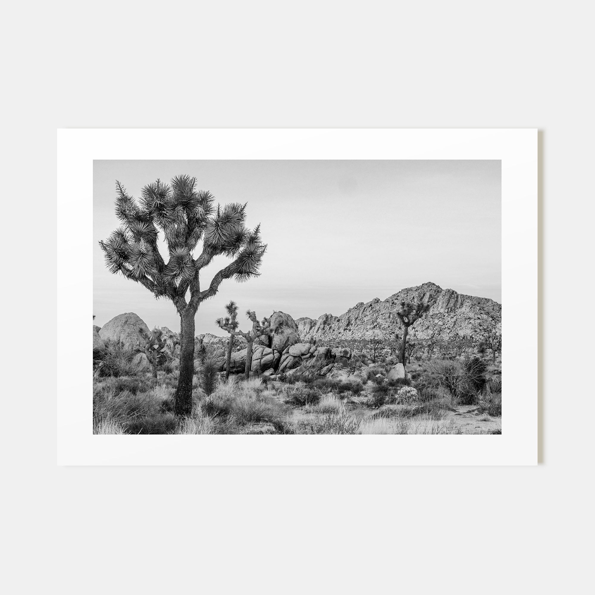 Joshua Tree National Park Landscape B&W No 2 Poster