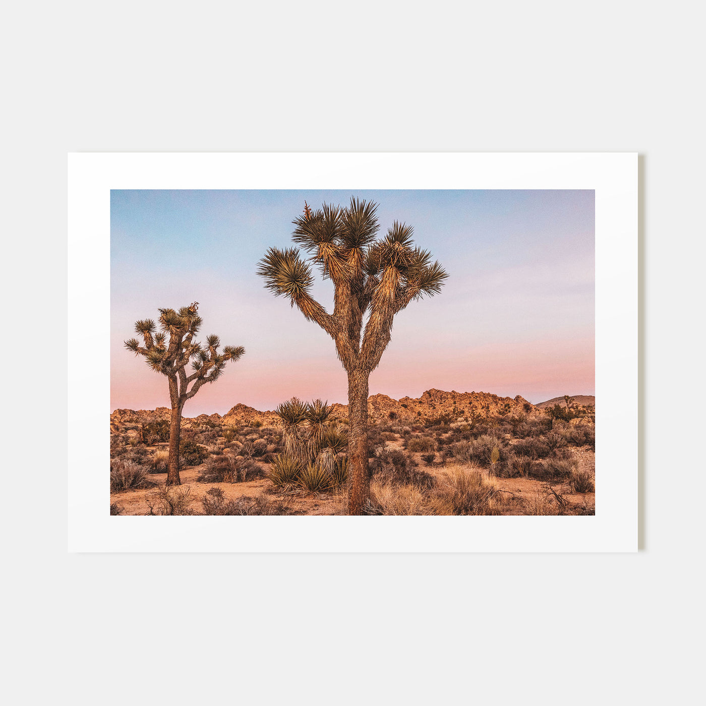 Joshua Tree National Park Landscape Color No 1 Poster