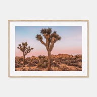 Joshua Tree National Park Landscape Color No 1 Poster