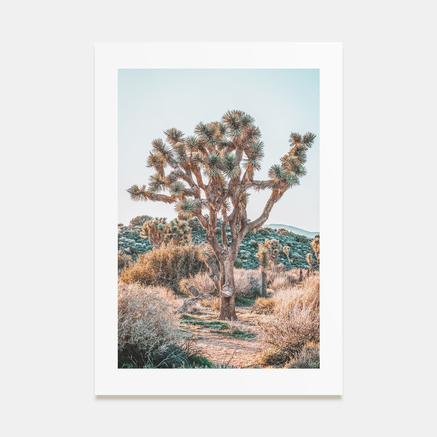 Joshua Tree National Park Photo Color No 4 Poster