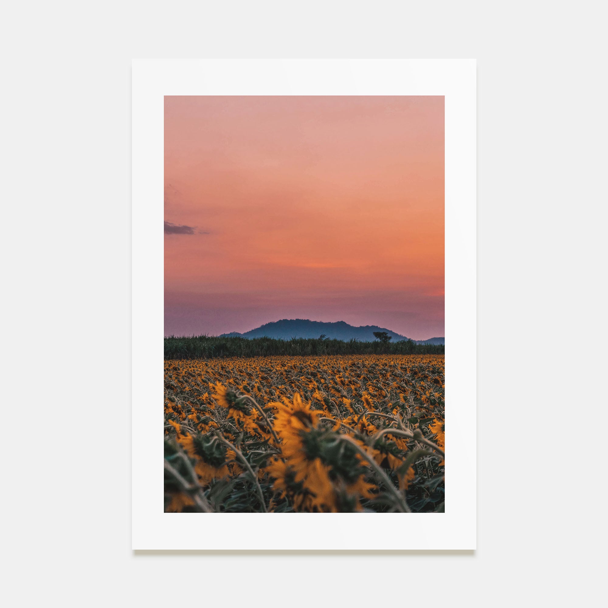 Kansas Photo Color No 1 Poster