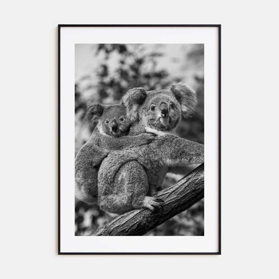 Koala Photo B&W No 1 Poster