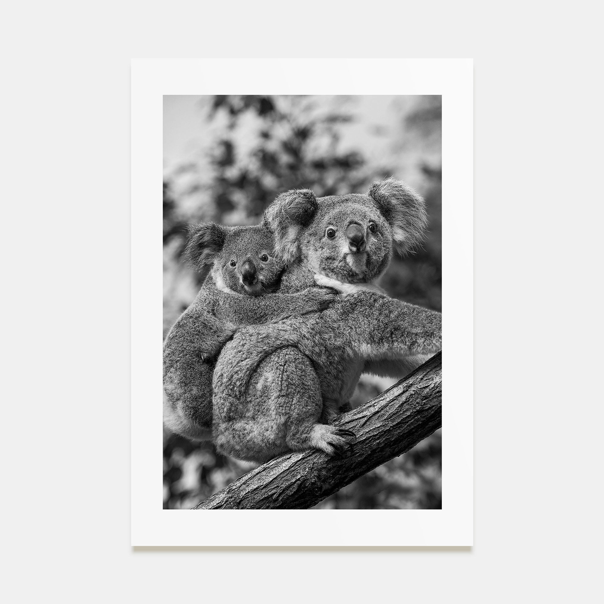 Koala Photo B&W No 1 Poster