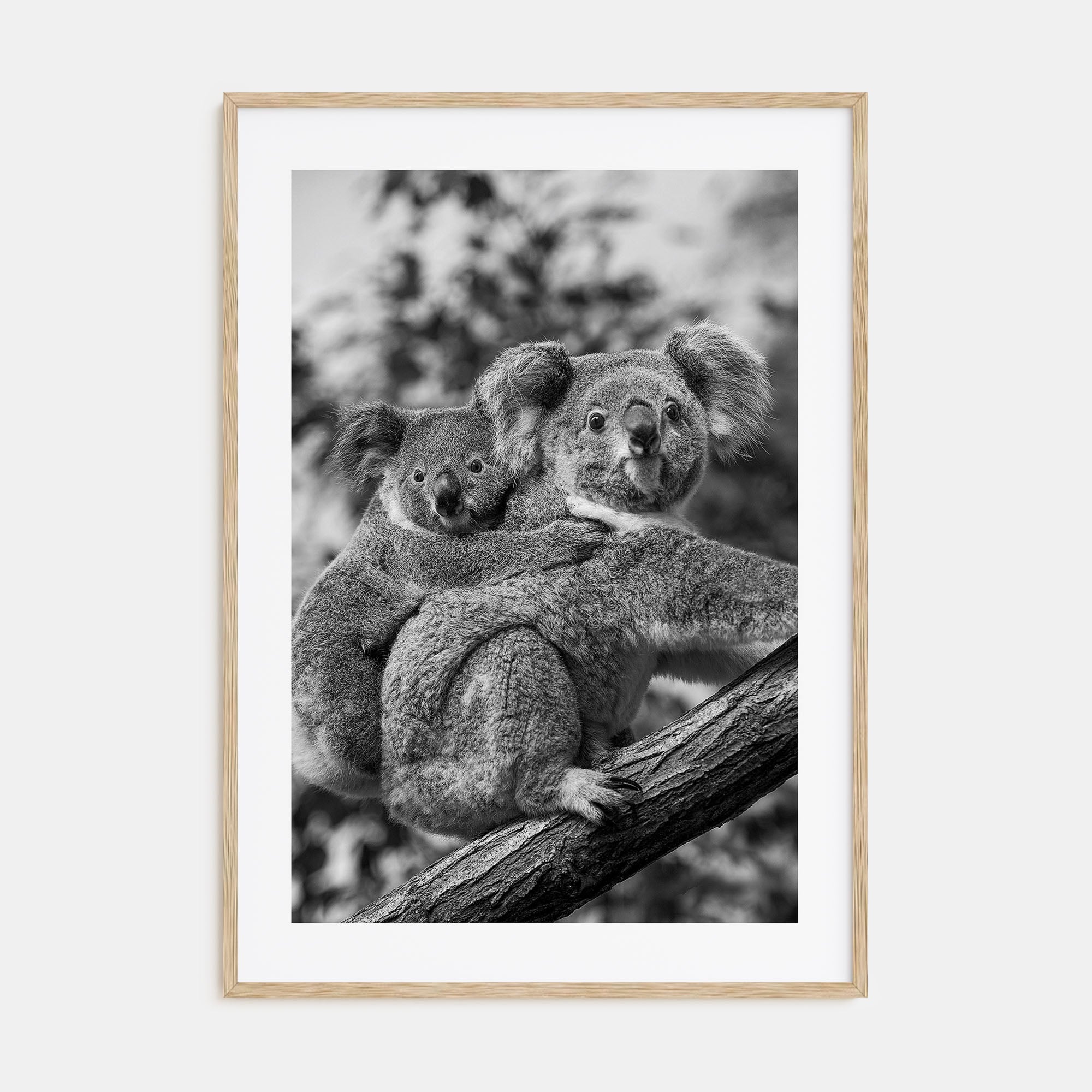 Koala Photo B&W No 1 Poster
