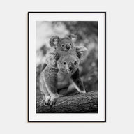Koala Photo B&W No 2 Poster