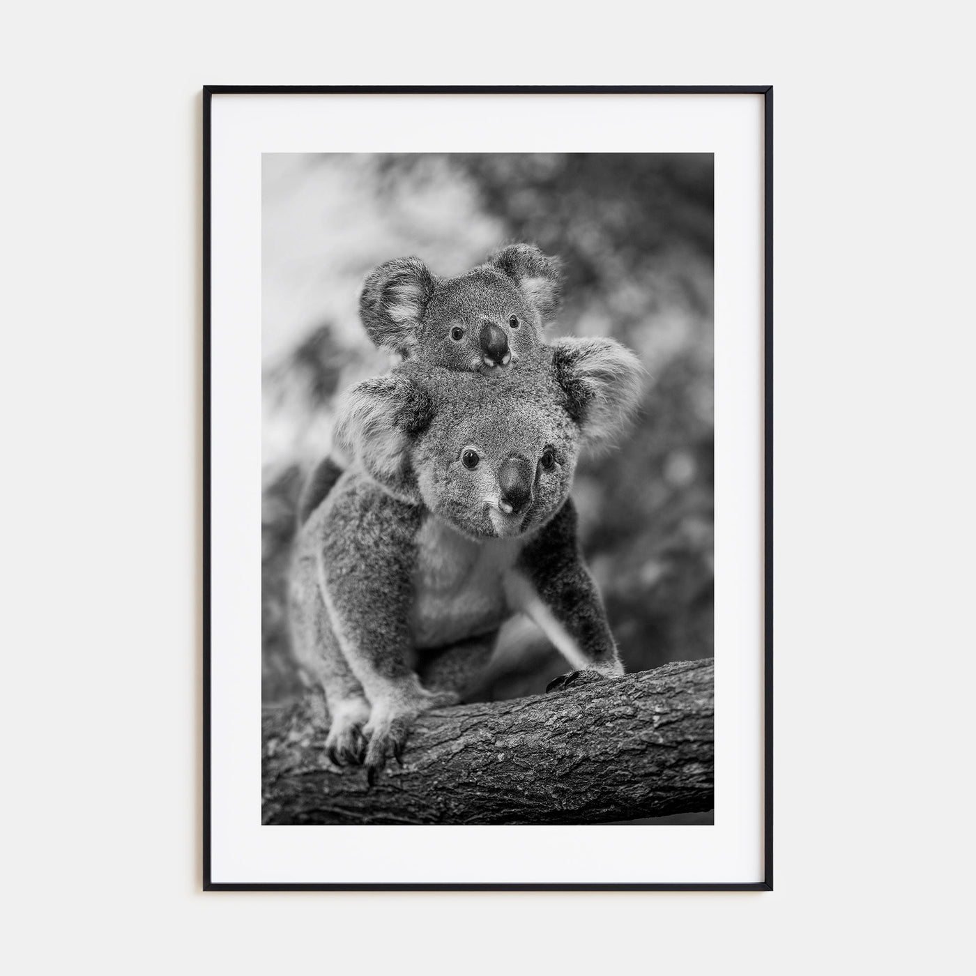 Koala Photo B&W No 2 Poster