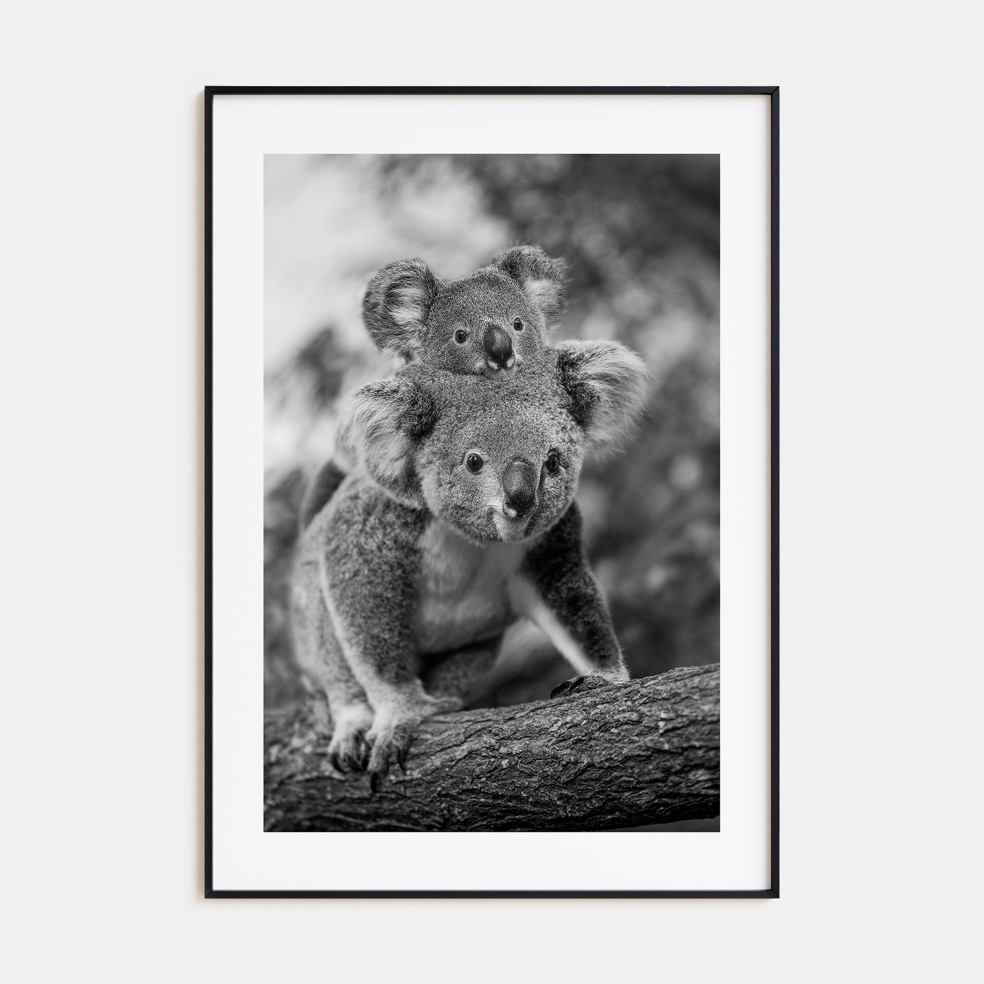 Koala Photo B&W No 2 Poster