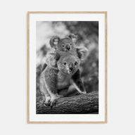 Koala Photo B&W No 2 Poster