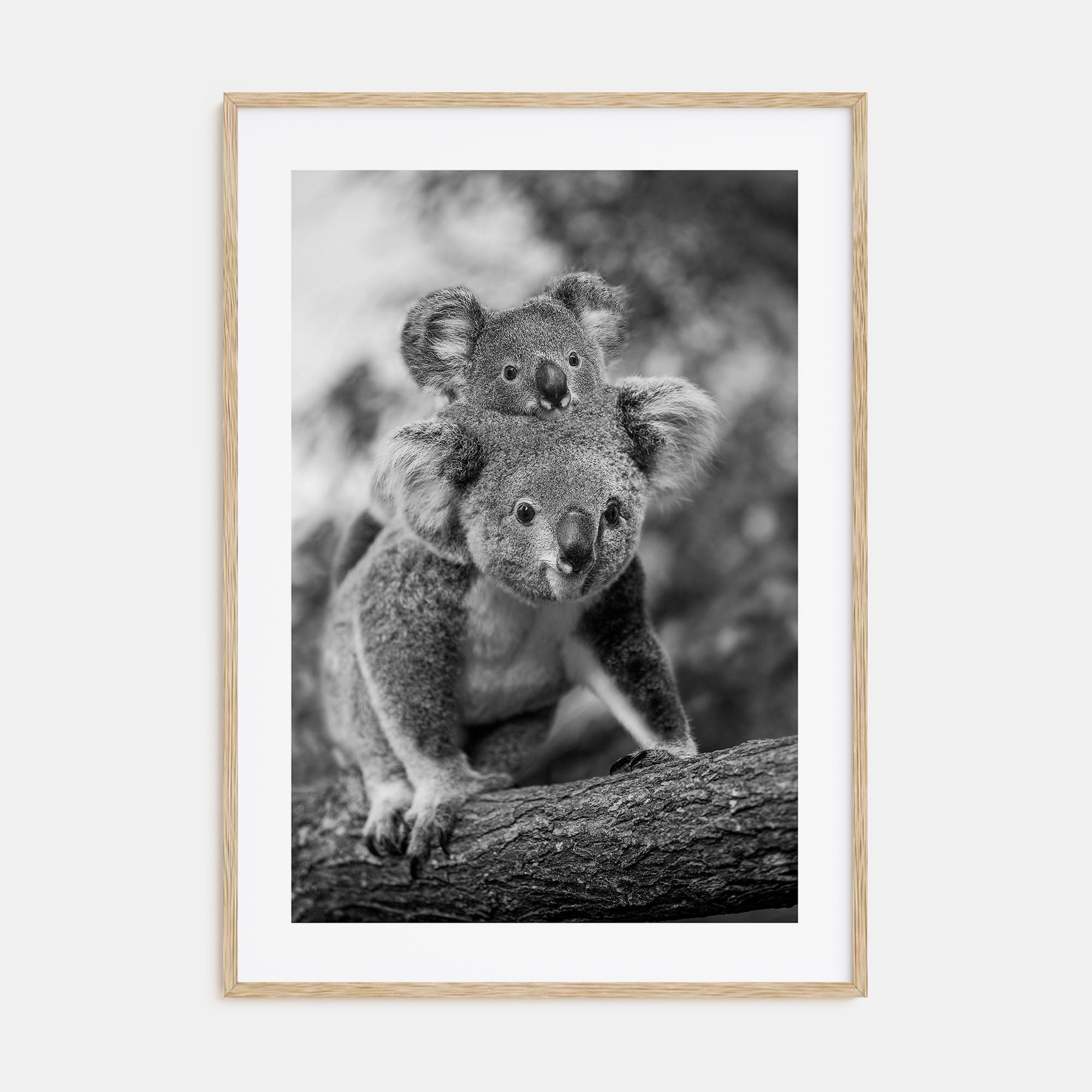 Koala Photo B&W No 2 Poster