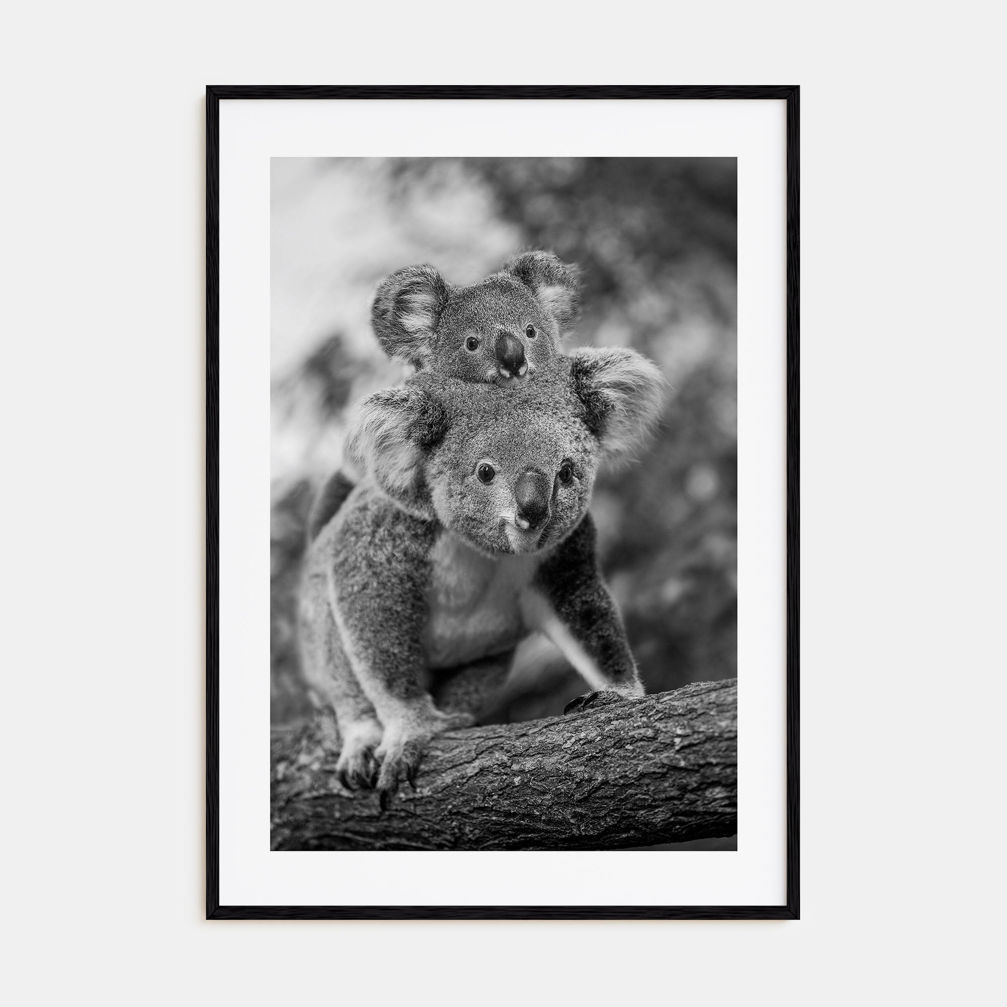 Koala Photo B&W No 2 Poster