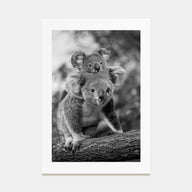 Koala Photo B&W No 2 Poster