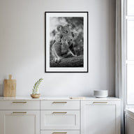 Koala Photo B&W No 2 Poster