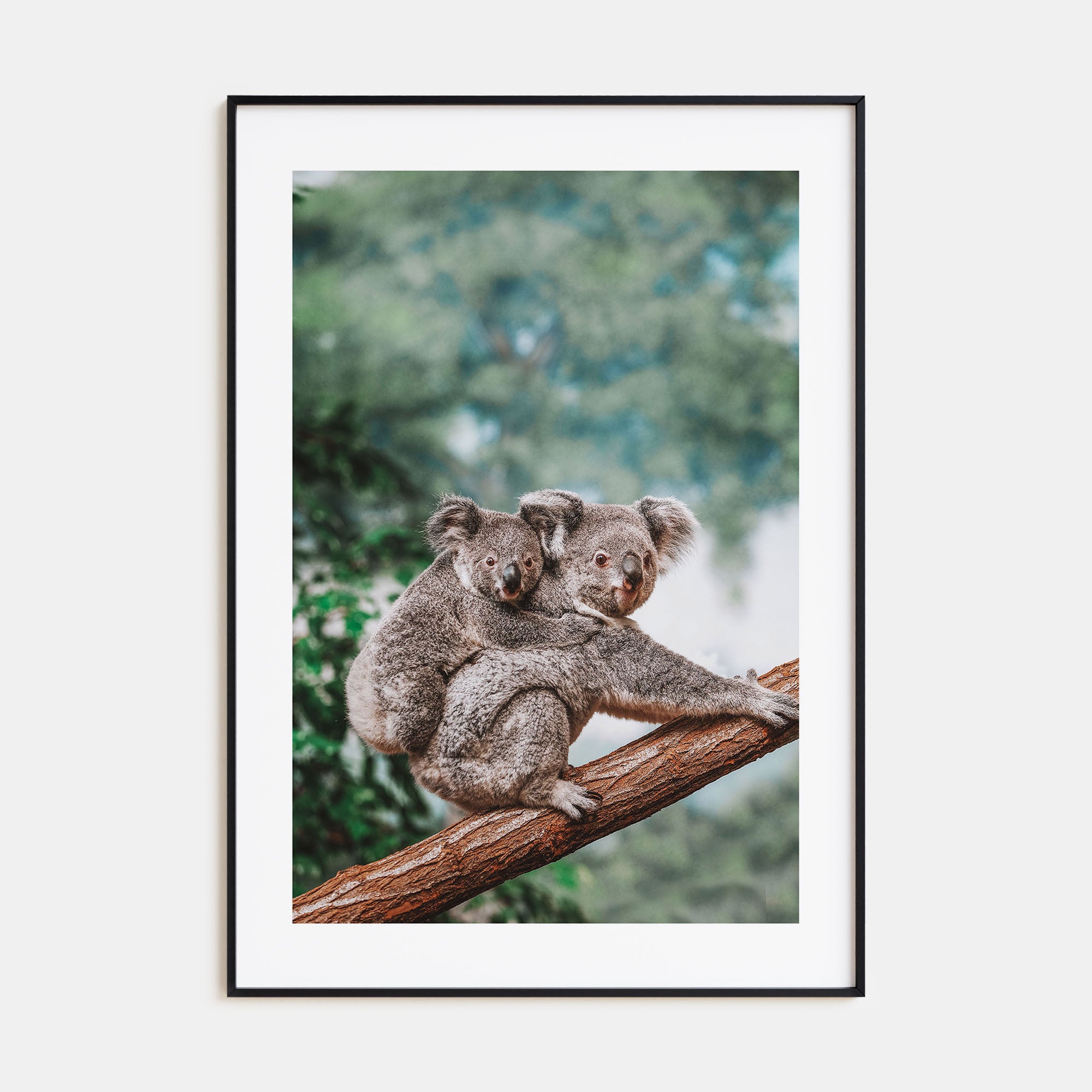 Koala Photo Color Poster