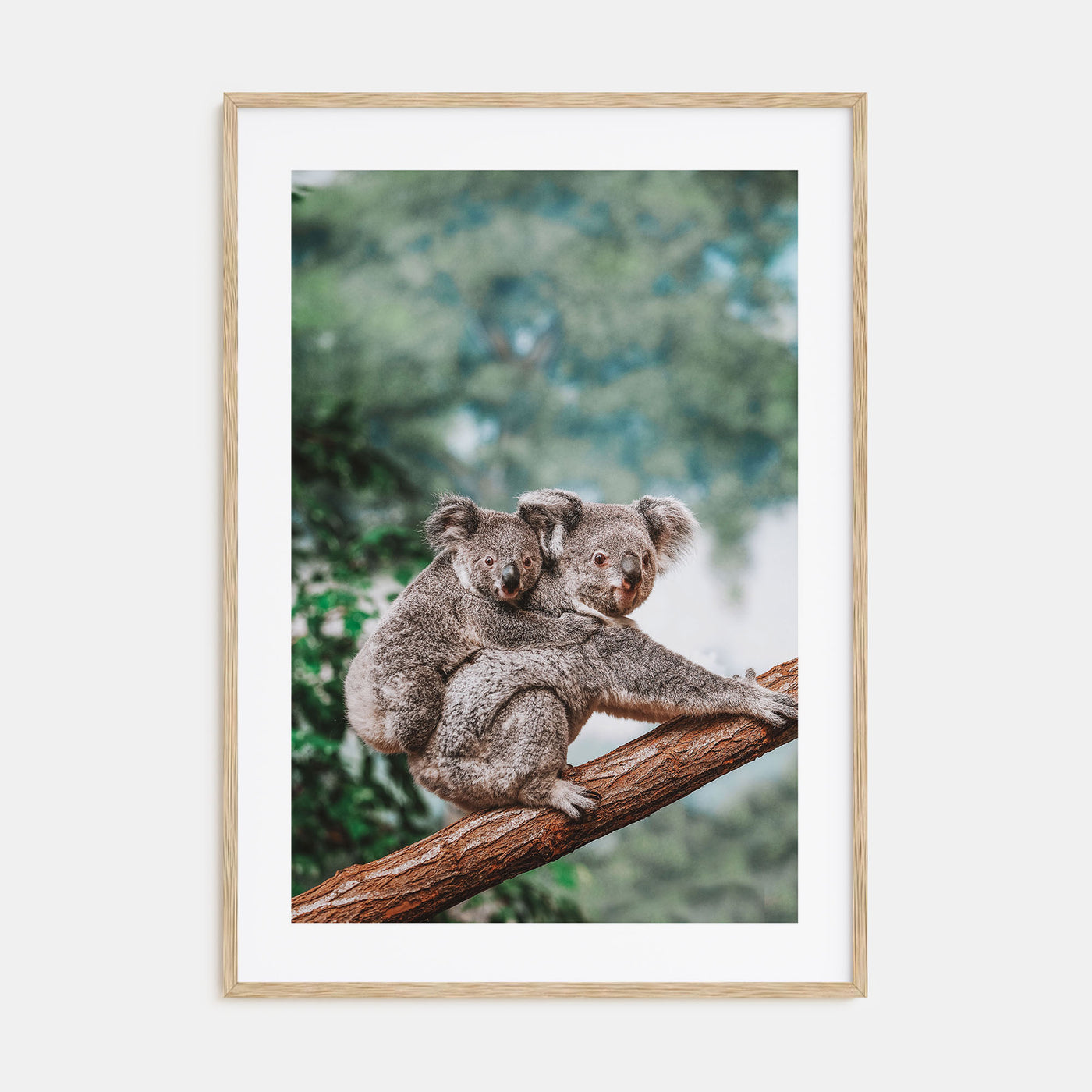Koala Photo Color Poster