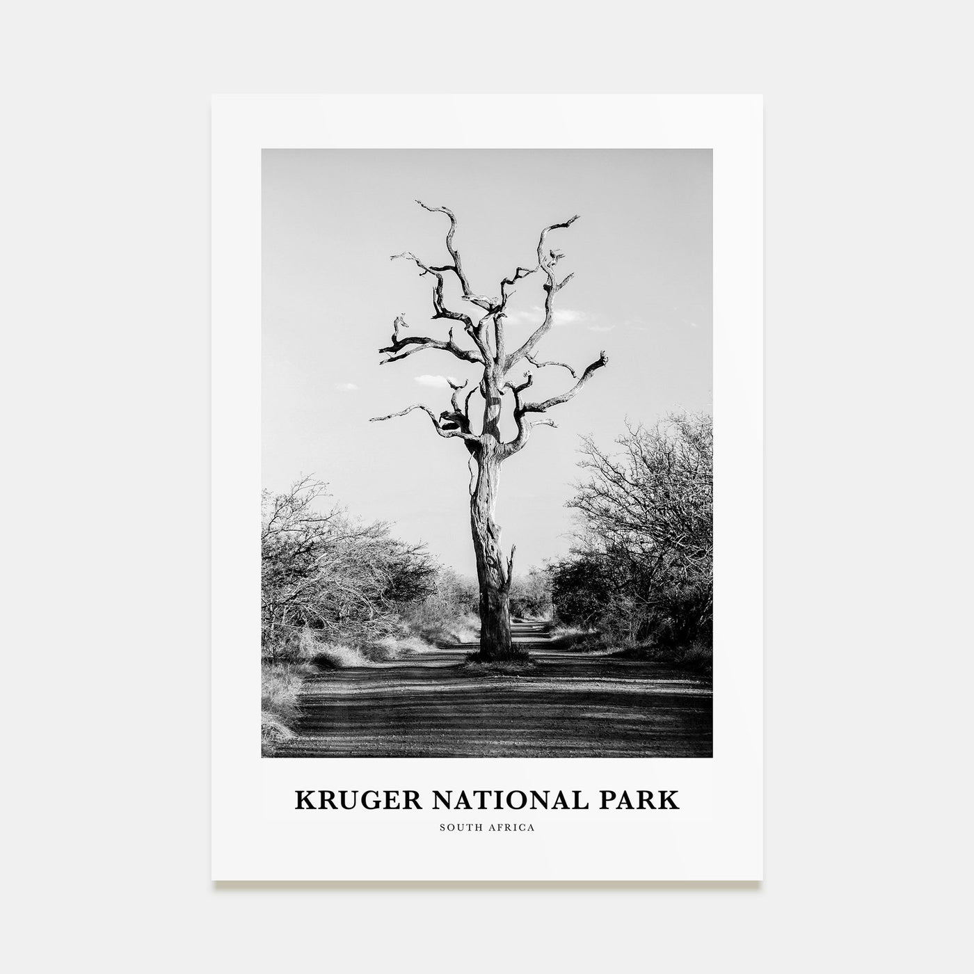 Kruger National Park Portrait B&W Poster