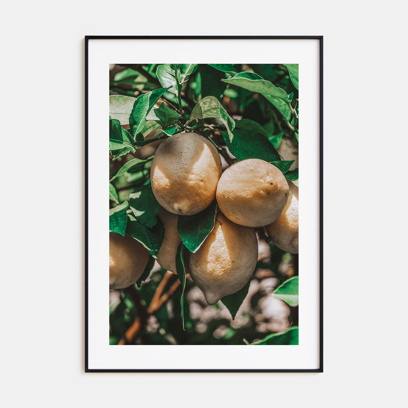 Lemon Tree Photo Color Poster
