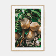 Lemon Tree Photo Color Poster