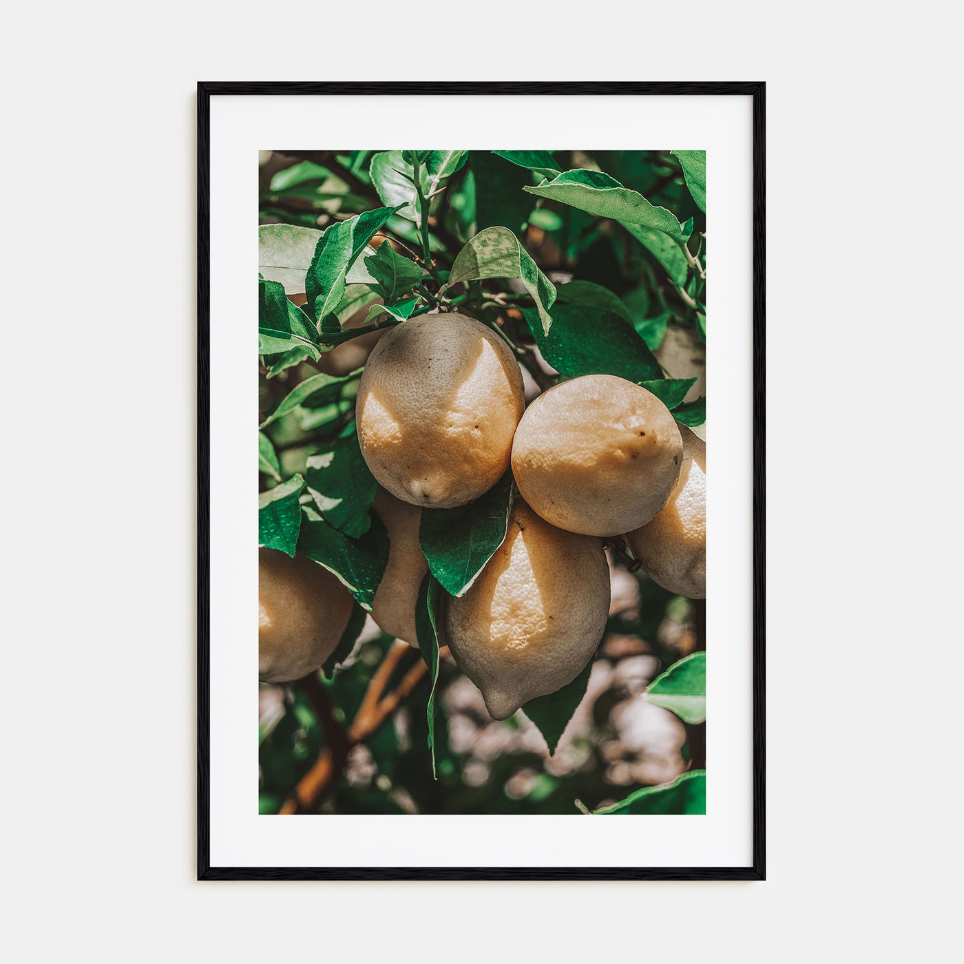 Lemon Tree Photo Color Poster