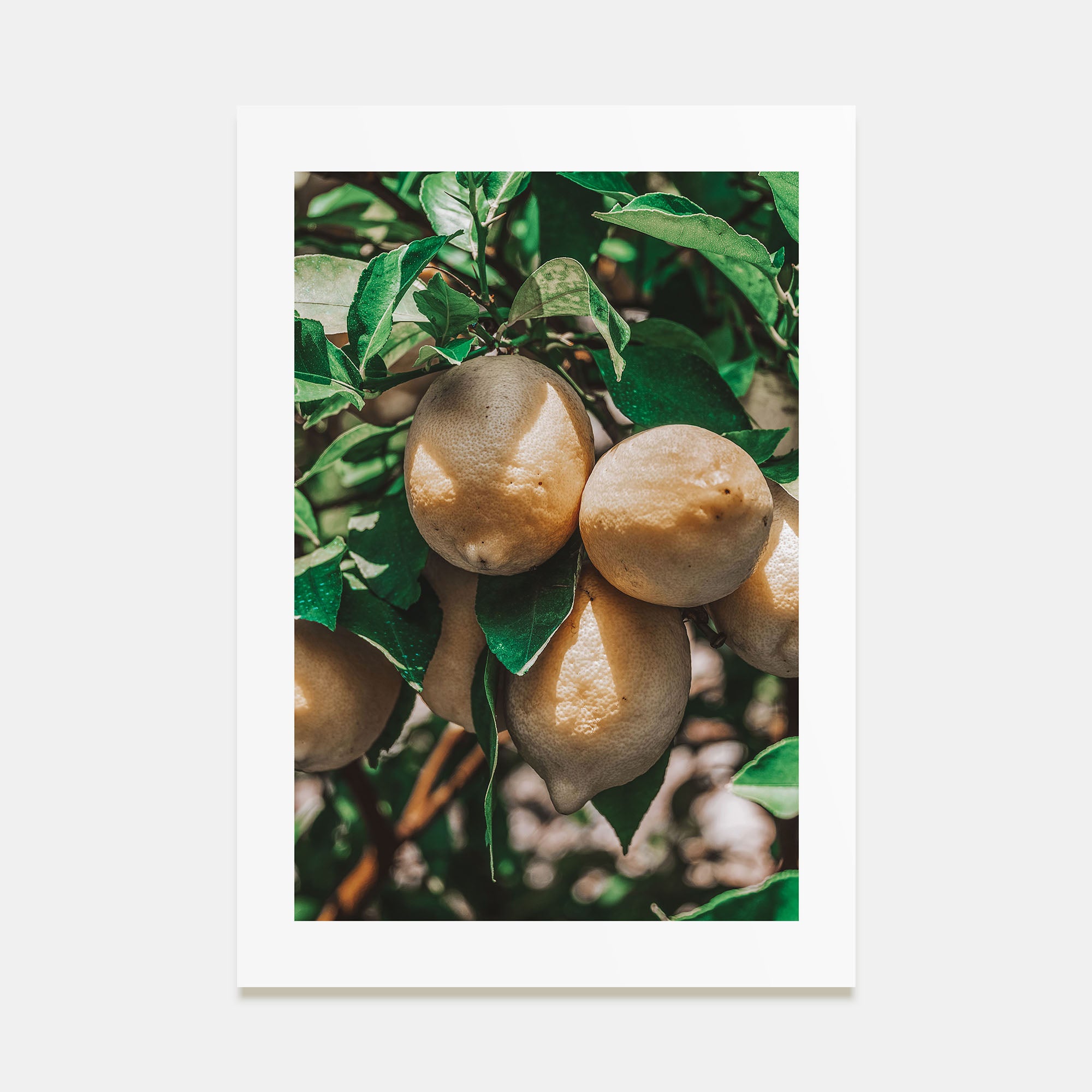 Lemon Tree Photo Color Poster