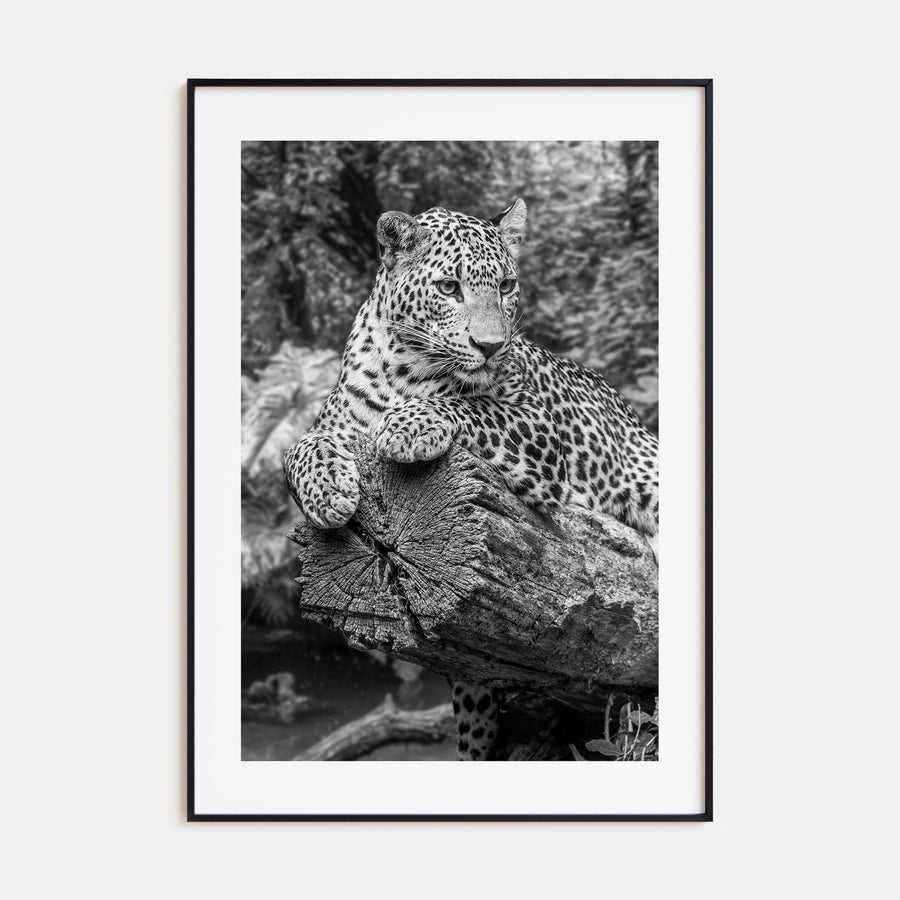 Leopard Photo B&W No 2 Poster