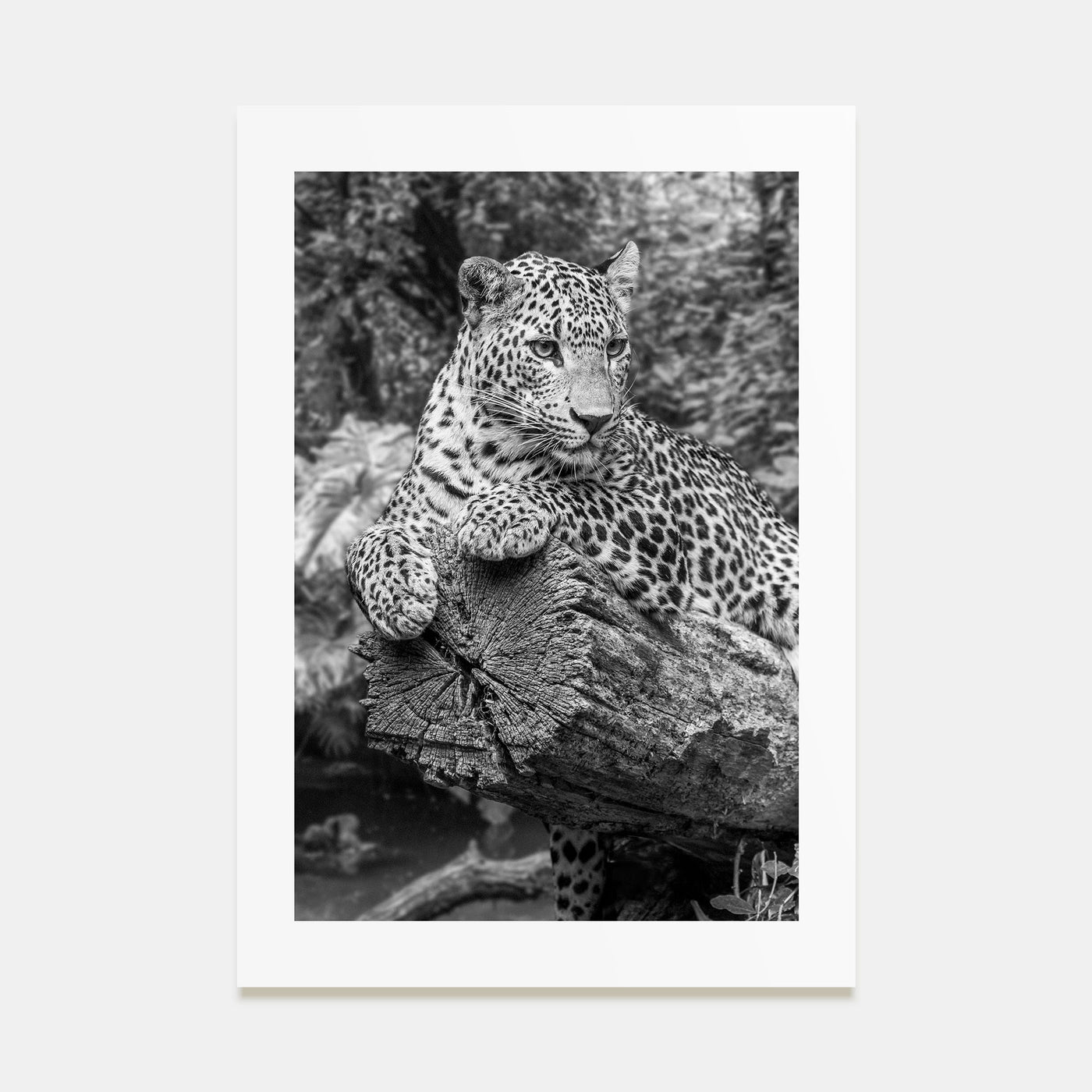 Leopard Photo B&W No 2 Poster