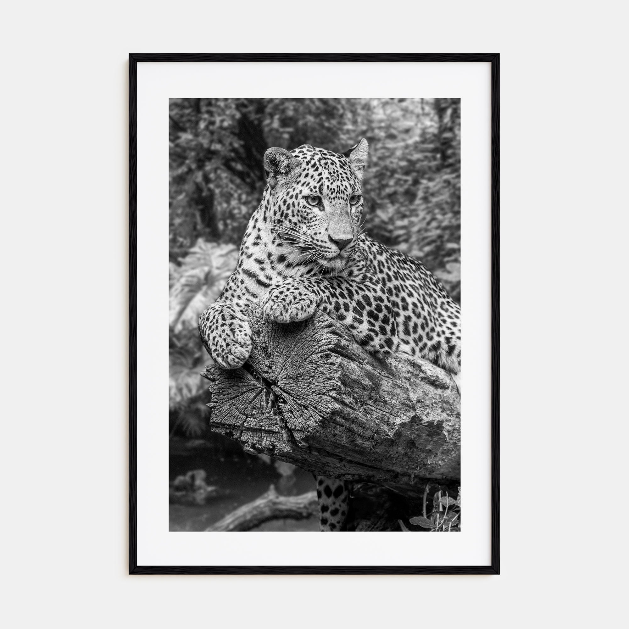 Leopard Photo B&W No 2 Poster