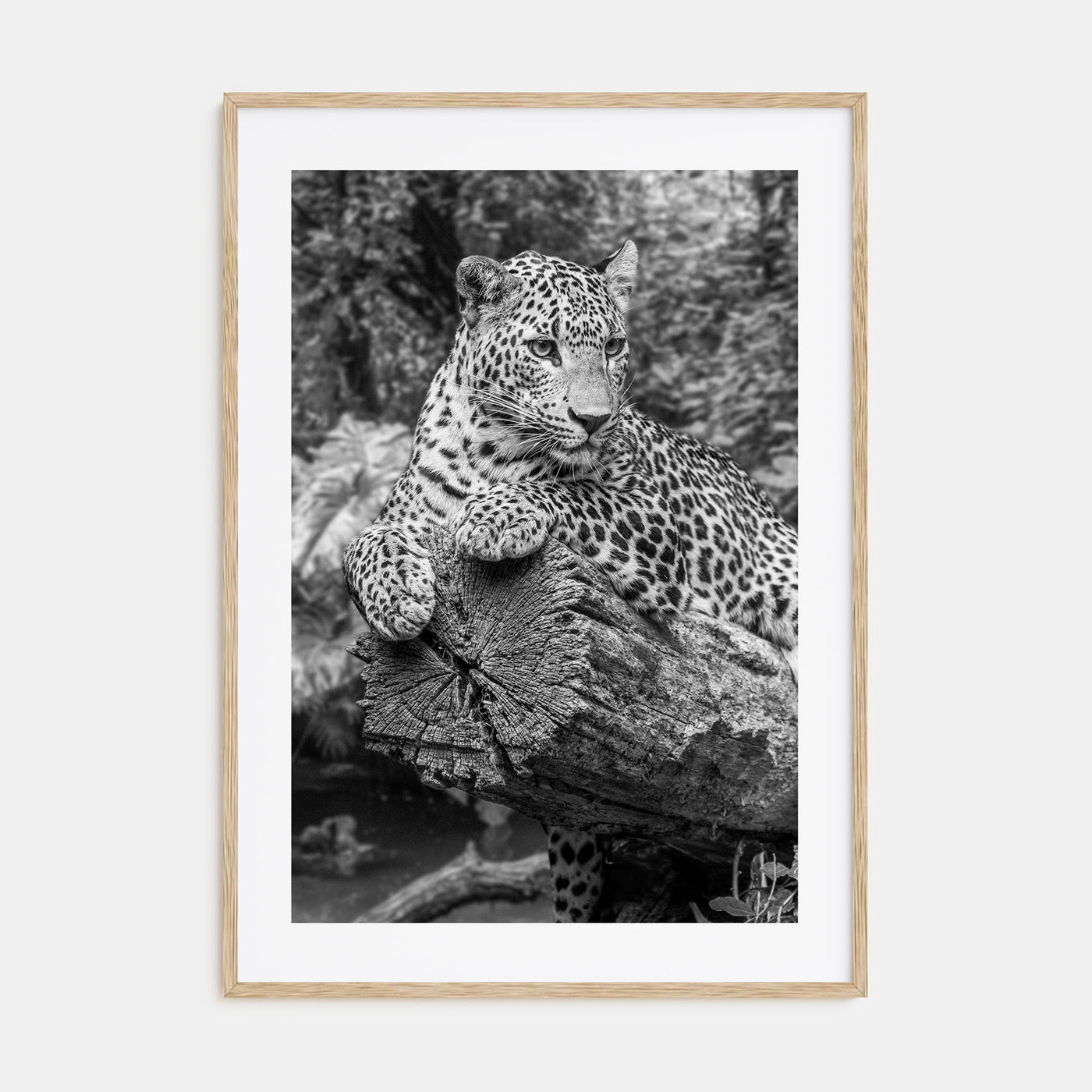 Leopard Photo B&W No 2 Poster