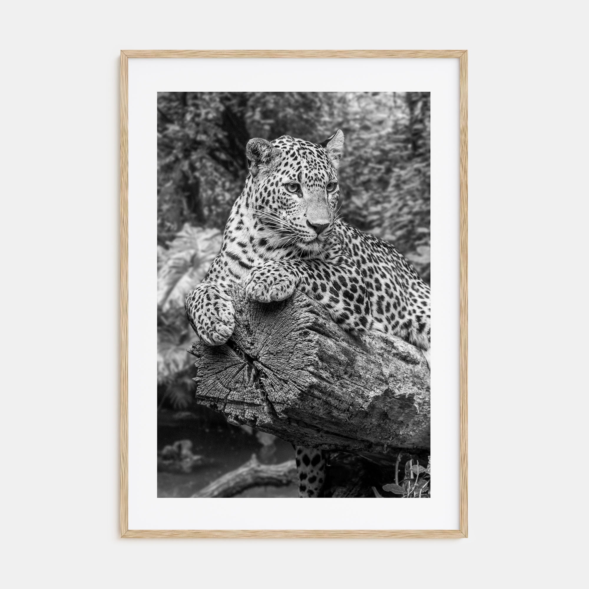 Leopard Photo B&W No 2 Poster