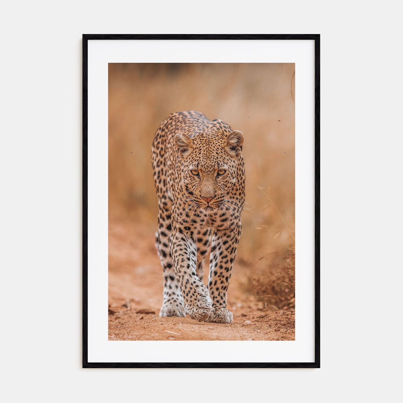 Leopard Photo Color No 2 Poster