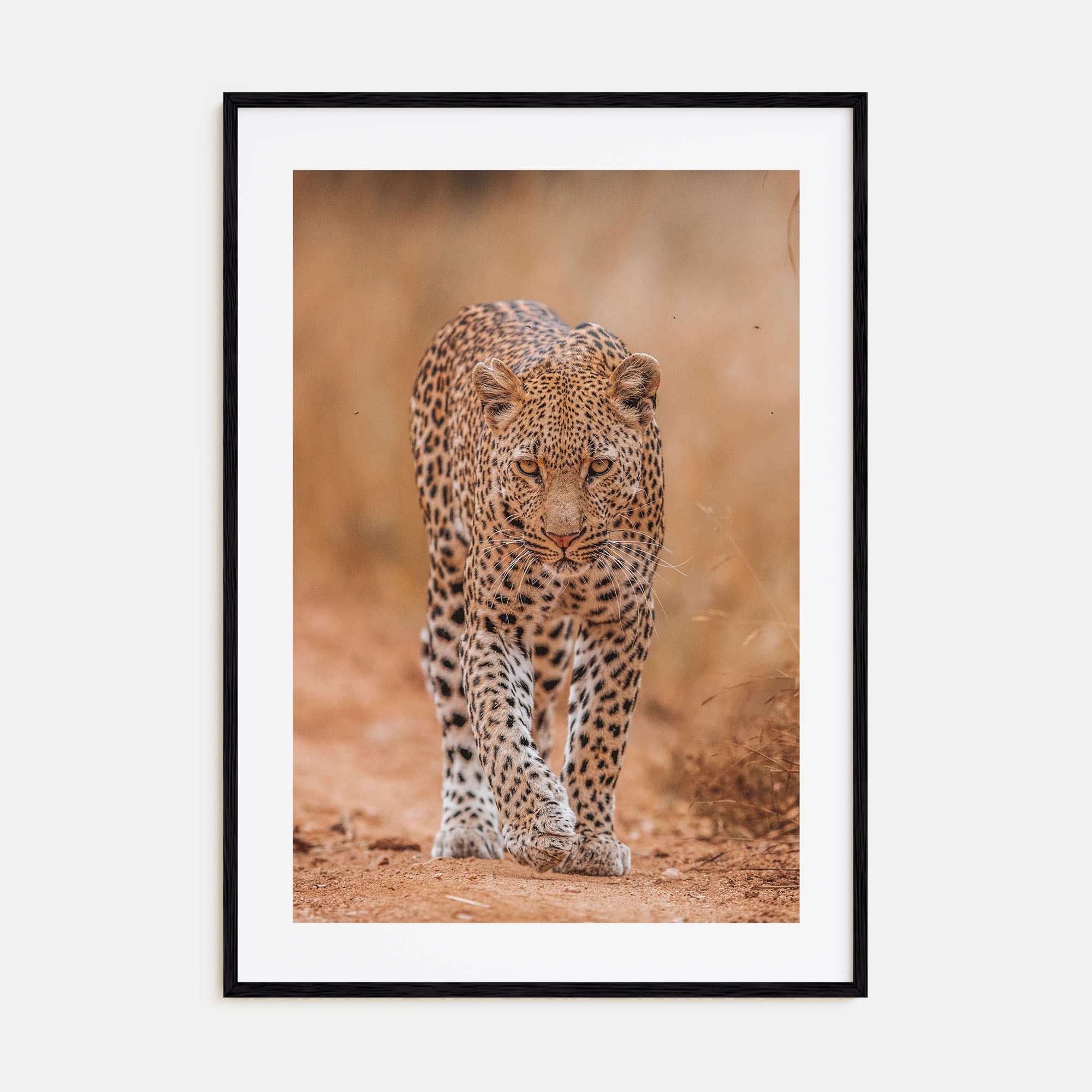 Leopard Photo Color No 2 Poster