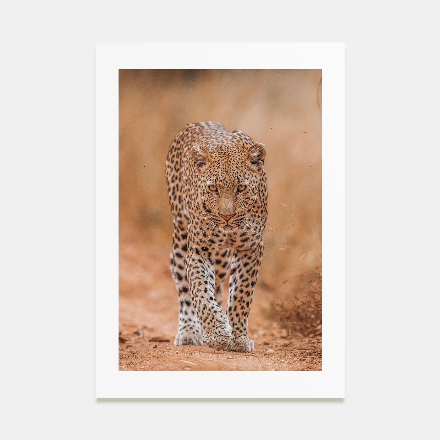 Leopard Photo Color No 2 Poster