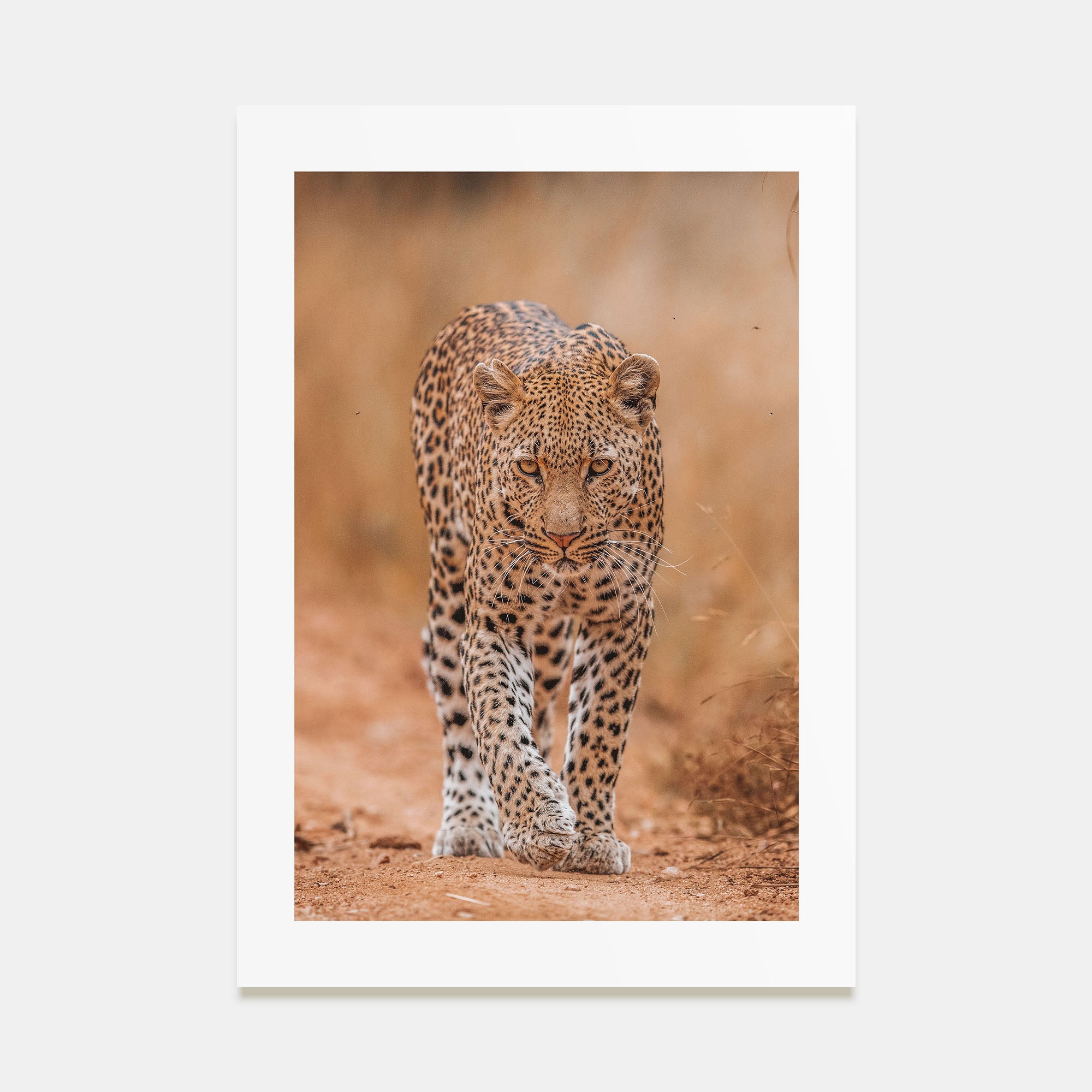Leopard Photo Color No 2 Poster