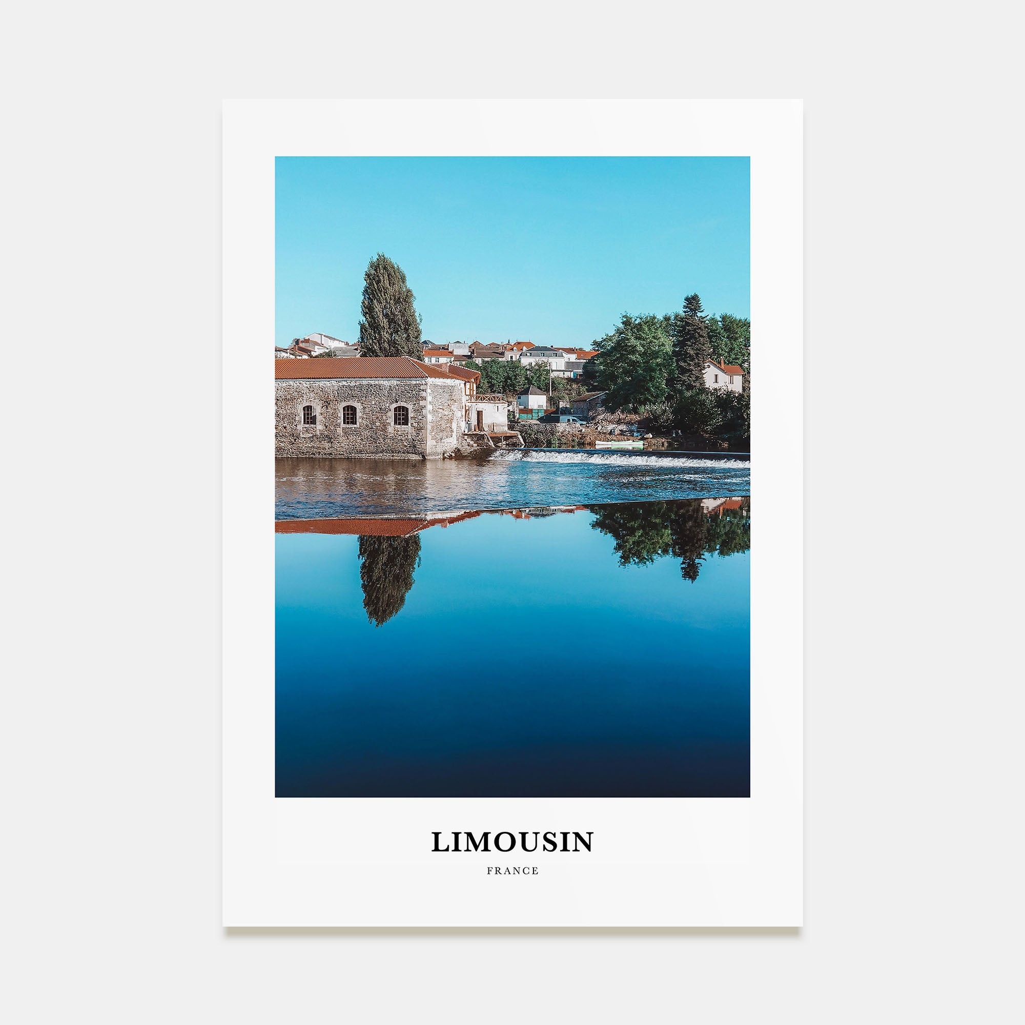 Limousin Portrait Color Poster