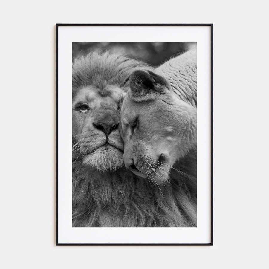 Lion Photo B&W No 2 Poster