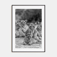 Lion Photo B&W No 3 Poster