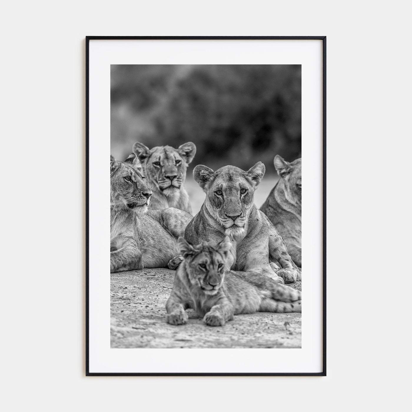 Lion Photo B&W No 3 Poster