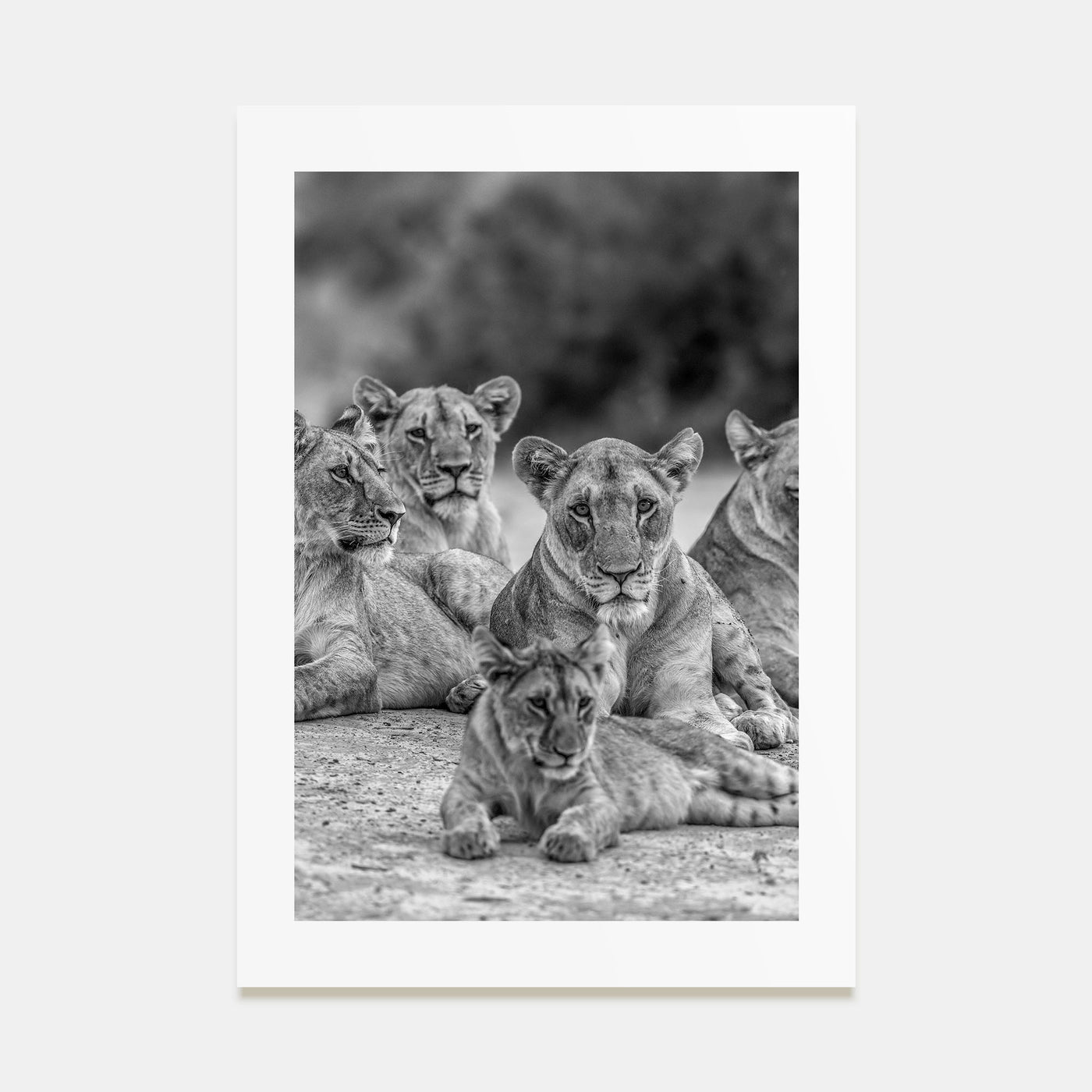 Lion Photo B&W No 3 Poster