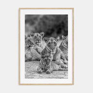 Lion Photo B&W No 3 Poster