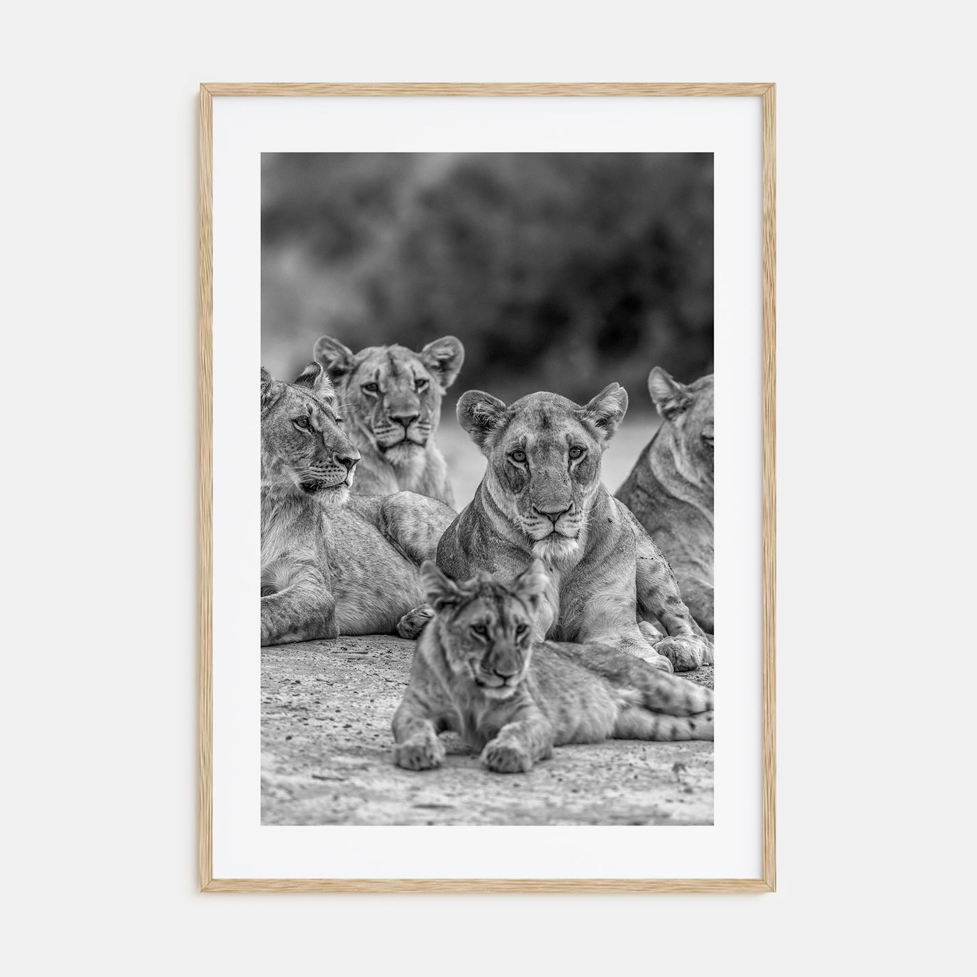 Lion Photo B&W No 3 Poster