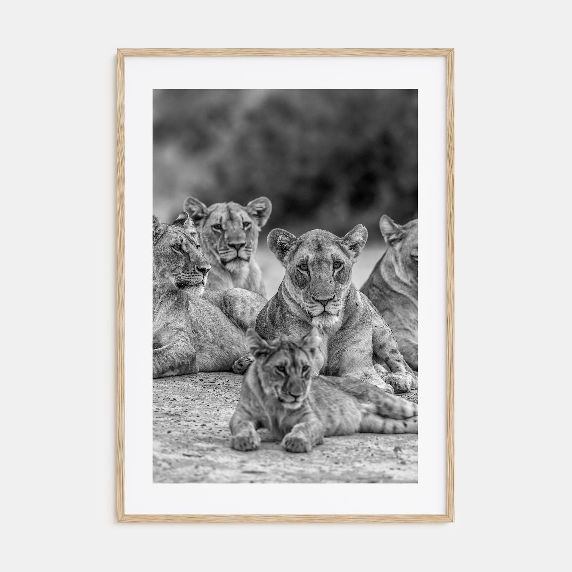 Lion Photo B&W No 3 Poster