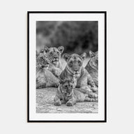 Lion Photo B&W No 3 Poster