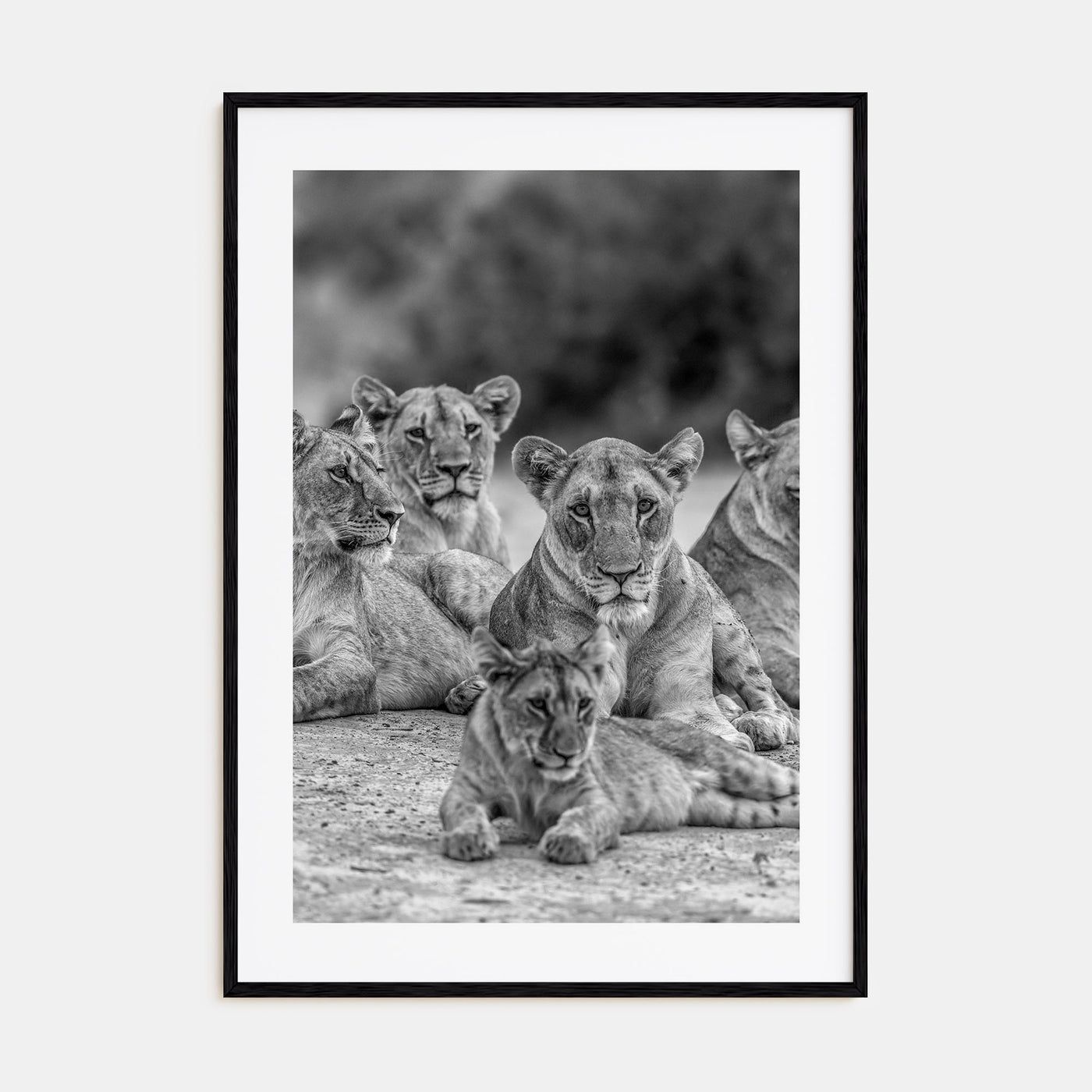 Lion Photo B&W No 3 Poster