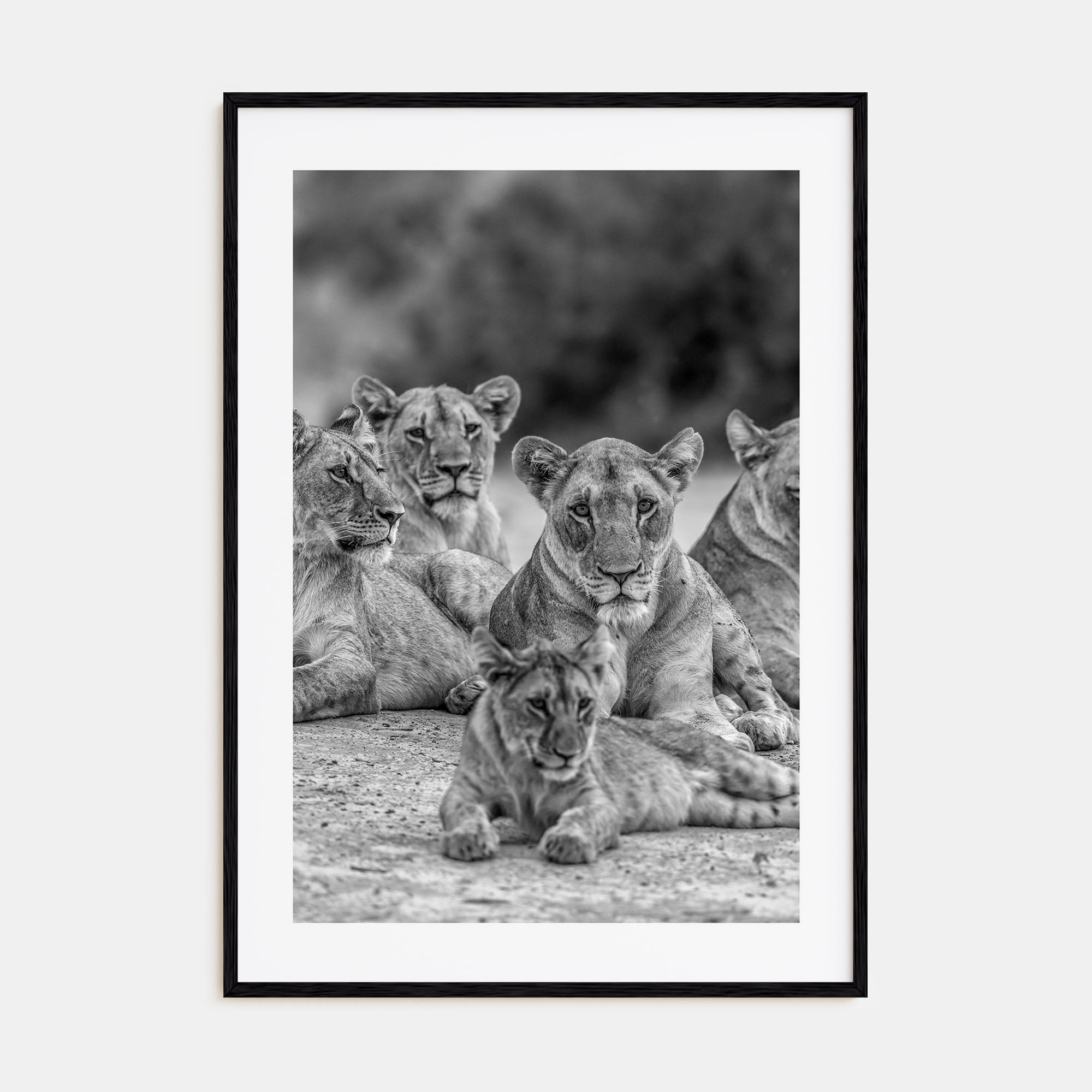 Lion Photo B&W No 3 Poster